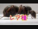 【ありの飼育記#160】山で捕獲した女王アリを観察してみた　I observed the queen ant caught in the mountain