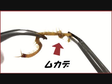 ヒモみたいに長いムカデをキツく結んだら・・・。