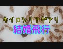 【ありの飼育記#161】キイロシリアゲアリの結婚飛行について