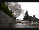 市街地雨の桜　Nikon　D1X　画質圧縮版
