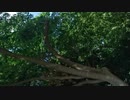 さんまのFNSアナウンサー特番　さんまファンの最速感想トーク！／radiko? ZATSUDANic NATIVE