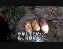 (普通に雑談？回)変態忍者の、狩猟＆有害鳥獣駆除従事活動記・その１０４