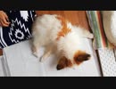 床にぺったりとするワンコ（パピヨン）