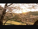 iPhone11pro で撮影　豊田水源公園　今年の桜