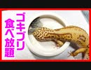 【腹ペコのレオパ】レオパにゴキブリ無限バイキングやってみたら可愛すぎた！