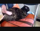 サビ猫あずきのマッサージ　2020-04-18