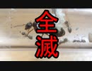 【ありの飼育記#162】カワラケアリの女王アリが全滅しました　The queen ant is annihilated