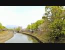 ある日の桜島（その２０１）＜甲突川河畔の桜と桜島＞