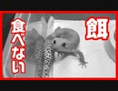 【どうする？】レオパが餌を食べないときの対処方法【無理はしない】