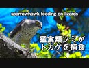 猛禽類ツミがトカゲを捕食