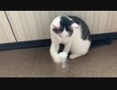 猫が挑戦ボトルキャップチャレンジ