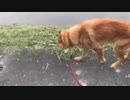 一瞬で体感できる犬の散歩