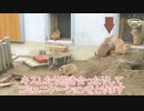 【プレーリードッグ】動物園のモフモフは可愛いけど飼えない【飼いたい】