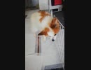 リビングを歩くワンコ（パピヨン）