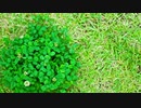 シスター・クレアイメージ曲「木漏れ日」
