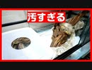 【蛇の脱皮】コーンスネークが脱皮したので掃除しました。