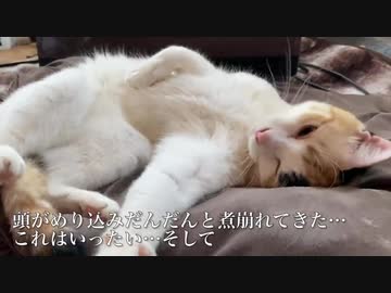 中性的美少年オス三毛猫、ヤバめな顔芸を披露する