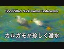 カルガモが珍しく潜水