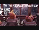 【MHWI】環境生物最大最小金冠紹介80モギー