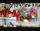 アリがどのエサに興味を持つかの実験 Aブロック