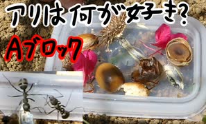 アリがどのエサに興味を持つかの実験 Aブロック