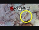 【ありの飼育記#163】絶不調コロニーのその後【アシナガアリ】【エゾアカヤマアリ】　After the bad ant