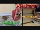 【未確認生物】なんか変な生き物いた