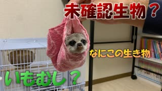 【未確認生物】なんか変な生き物いた