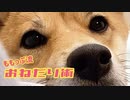 お願いを聞かずにはいられなくなる！柴犬の胸キュンおねだり動画