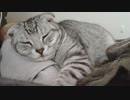 家主と寝る猫共