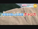 〈特報〉お家で冬物クリーニングに挑戦！首・襟汚れはキュウリと大根で落ちる！？