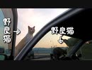 野良猫が乗車、さらに上へ乗車