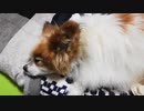 まったりするワンコ（パピヨン）6