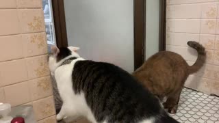 外へ出たくて悪戦苦闘する猫