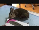 サンプル