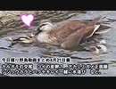 4月21日今日撮り野鳥動画まとめ　カルガモ交尾、シジュウカラ水浴び、鯉産卵？
