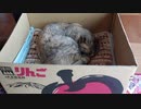 Cat's nest  ぬこの巣