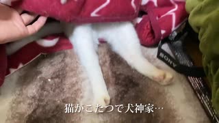 猫がこたつで Love Love Love