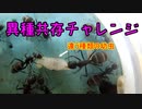 【ありの飼育記#165】クロオオアリとムネアカオオアリを合体させてみた　Heterogeneous coexistence challenge
