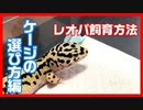 【おすすめのケージ3選】初心者向けケージの選び方を紹介します。【ベビーからアダルトまで飼育できる】