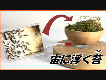 宙に浮かぶ「苔」の上でアリを飼育しようとしたら・・・。