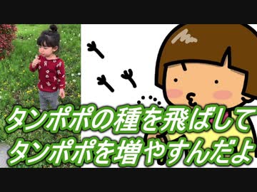 【愛奈】タンポポの種を飛ばしてタンポポを増やすんだよ【2才5か月】
