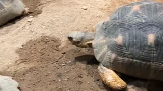 円山動物園の亀ちゃん