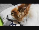 うちのワンコ（パピヨン）の横顔のアップ