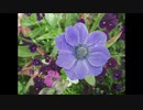 ２０２０年４月２１日　ho散歩