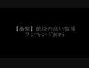 【衝撃】世界一値段の高い猫　ランキング　TOP5