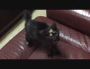 怒りのあずにゃん