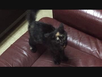 怒りのあずにゃん
