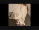 猫秘技　パッカンでんぐり返しcollection