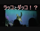 ラッコとダッコ！？【タートルトーク】東京ディズニーシー